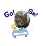 とらねこの日々3（個別スタンプ：13）