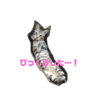 とらねこの日々3（個別スタンプ：17）