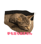 とらねこの日々3（個別スタンプ：19）