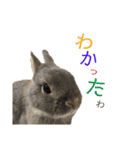 可愛いウサギの気持ち（個別スタンプ：2）