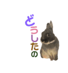 可愛いウサギの気持ち（個別スタンプ：5）