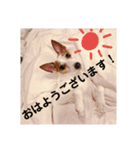 ぴちゅころ（個別スタンプ：5）