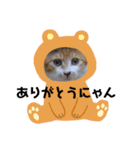 猫とお話し！にゃんにゃんとーく（個別スタンプ：12）