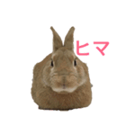 JILLくんスタンプ（個別スタンプ：1）