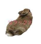 JILLくんスタンプ（個別スタンプ：4）