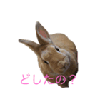 JILLくんスタンプ（個別スタンプ：8）
