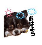 たむ助（個別スタンプ：1）