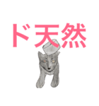 無茶パンダ2（個別スタンプ：7）