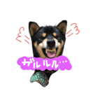 黒柴の櫂くんの日常スタンプ（個別スタンプ：2）