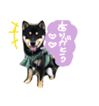 黒柴の櫂くんの日常スタンプ（個別スタンプ：3）