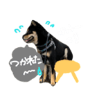 黒柴の櫂くんの日常スタンプ（個別スタンプ：4）