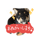 黒柴の櫂くんの日常スタンプ（個別スタンプ：6）