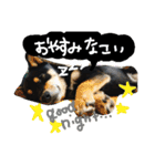 黒柴の櫂くんの日常スタンプ（個別スタンプ：10）