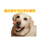 プクちゃん可愛い2（個別スタンプ：4）