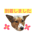 プクちゃん可愛い2（個別スタンプ：6）