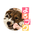 プクちゃん可愛い2（個別スタンプ：16）