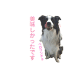 ボーダーレーン•ファミリー  VOL .3（個別スタンプ：14）