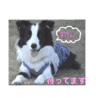 ボーダーレーン•ファミリー  VOL .3（個別スタンプ：18）