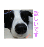 ボーダーレーン•ファミリー  VOL .3（個別スタンプ：21）