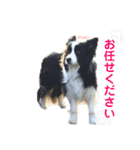 ボーダーレーン•ファミリー  VOL .3（個別スタンプ：36）