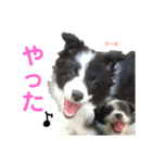 ボーダーレーン•ファミリー  VOL .3（個別スタンプ：40）
