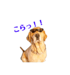 うちのゴールデンレトリバー（個別スタンプ：1）