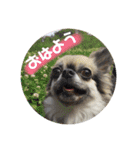 ウチのわんこ M.I.A（個別スタンプ：5）