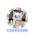 ウチのわんこ M.I.A（個別スタンプ：6）