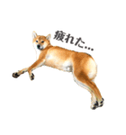 柴犬 茶々丸スタンプ2（個別スタンプ：1）