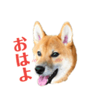 柴犬 茶々丸スタンプ2（個別スタンプ：2）