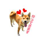柴犬 茶々丸スタンプ2（個別スタンプ：3）