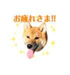 柴犬 茶々丸スタンプ2（個別スタンプ：4）