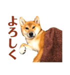 柴犬 茶々丸スタンプ2（個別スタンプ：5）