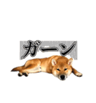柴犬 茶々丸スタンプ2（個別スタンプ：6）