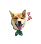 柴犬 茶々丸スタンプ2（個別スタンプ：7）