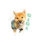 柴犬 茶々丸スタンプ2（個別スタンプ：8）