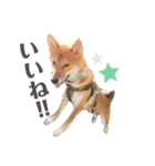 柴犬 茶々丸スタンプ2（個別スタンプ：9）