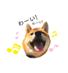 柴犬 茶々丸スタンプ2（個別スタンプ：10）