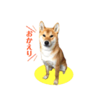 柴犬 茶々丸スタンプ2（個別スタンプ：11）