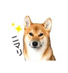 柴犬 茶々丸スタンプ2（個別スタンプ：12）