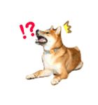 柴犬 茶々丸スタンプ2（個別スタンプ：13）
