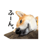 柴犬 茶々丸スタンプ2（個別スタンプ：14）