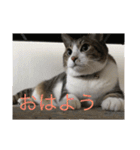 チロたんこぶ（個別スタンプ：6）