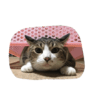 チロたんこぶ（個別スタンプ：7）