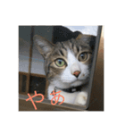 チロたんこぶ（個別スタンプ：9）