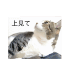 チロたんこぶ（個別スタンプ：14）