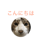 チロたんこぶ（個別スタンプ：16）