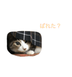 チロたんこぶ（個別スタンプ：21）