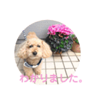トイプードル モコ のふわもこ日常会話2（個別スタンプ：1）