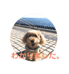 トイプードル モコ のふわもこ日常会話2（個別スタンプ：2）